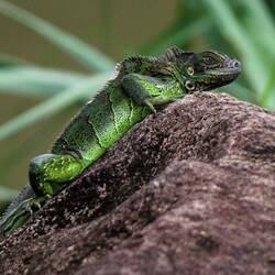 Green iguana.