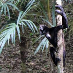 Not a very good photo, but the best one with a spider monkey.