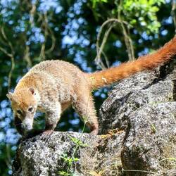 Many animals live in these ruins. Among them is this white-nosed coati.