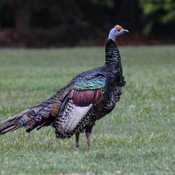 Ocellated turkey (German: Pfauentruthuhn). There were many of them at the campsite.
