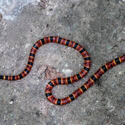 A coral snake; it is poisonous.