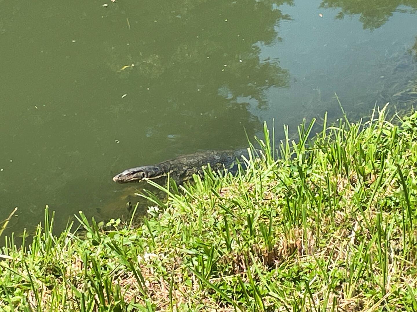 Many monitor lizards in this river