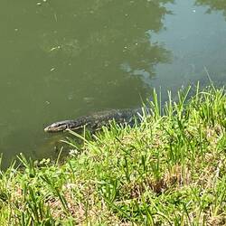 Many monitor lizards in this river