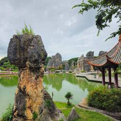 Comme ici, l'etang du lotus