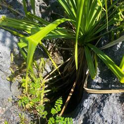 Durch den Phosphatabbau sieht das ganze Plateau aus wie ein Schweizer Käse, aber aus jedem Loch...🌴