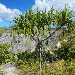 ...wächst inzwischen eine Pflanze. Die Natur sucht sich ihren Weg...