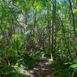 Und vom Korallenstrand geht's direkt in den Dschungel🌿