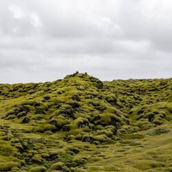 Moosbedecktes Eldhraun-Lavafeld