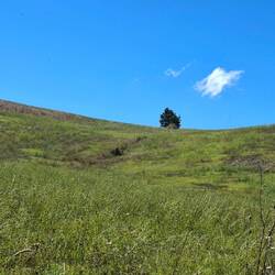 Een poging tot Goedele-foto: gesprek tussen boom en wolkje.