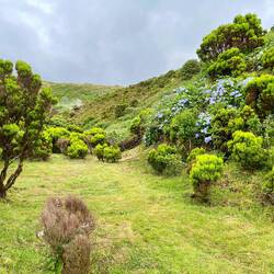Baumheide und Hortensien beben den Furnas do Enxofre