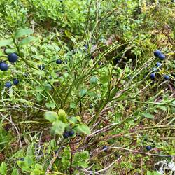 Wir konnten uns vom Blaubeerpflücken kaum losreißen