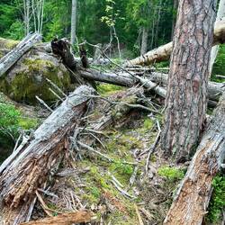 Urwald heißt Urwald