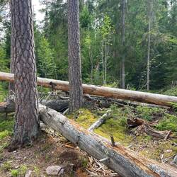 In diesem Wald war viel Mikado ("Plockepinn")