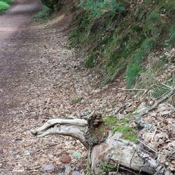 Erste Sichtung seit vielen Jahren, die Saar-Hunsrück Riesenschildkröte