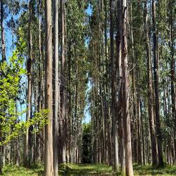 These planned forests are trippy.