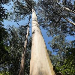The eucalyptus trees get SO tall!
