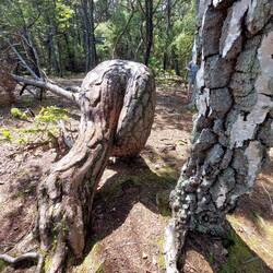 Trollskogen