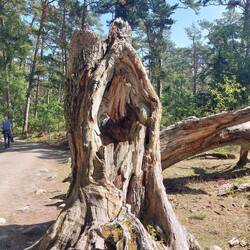 Im Trollwald