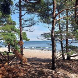 Trollskogen