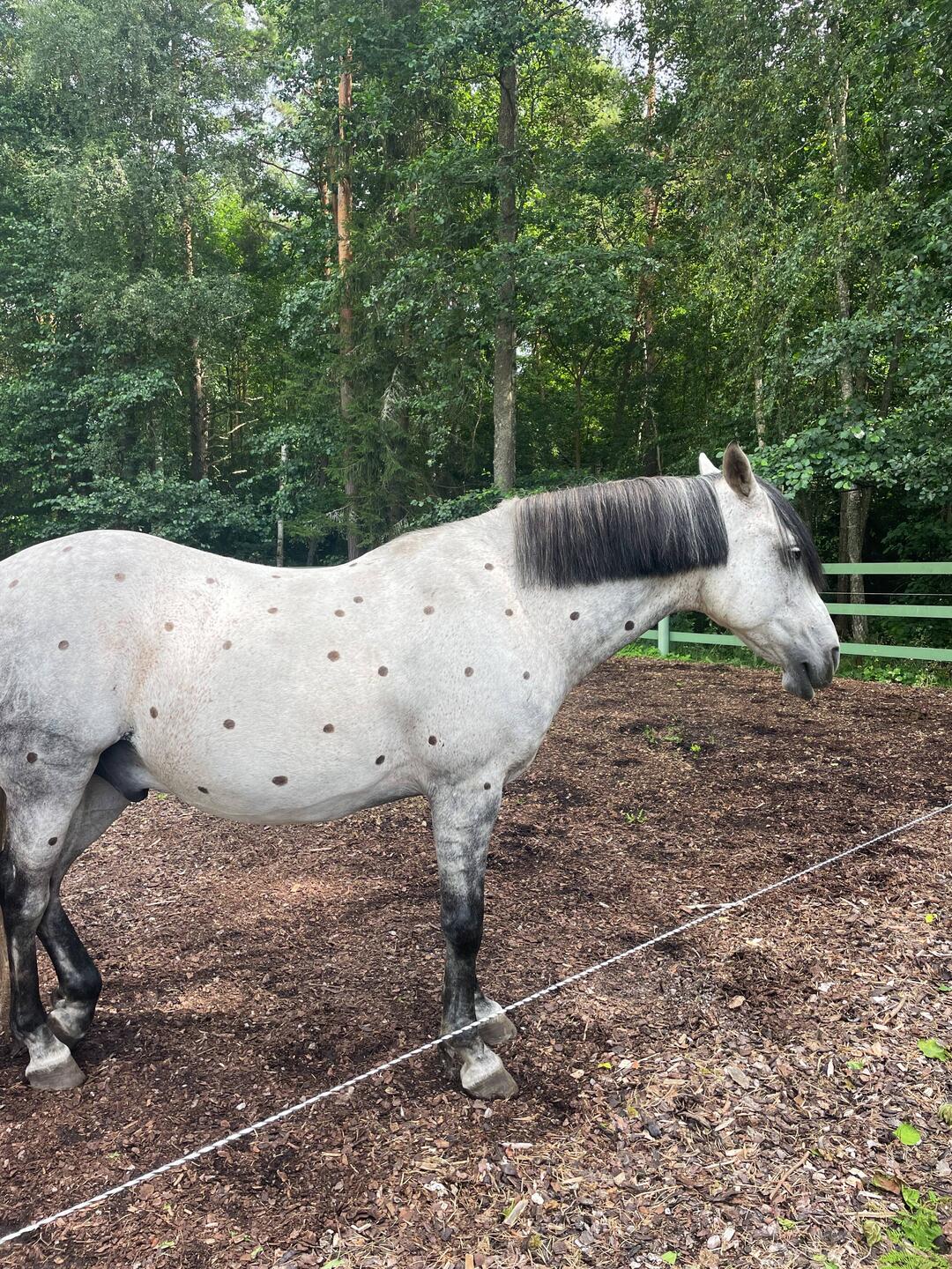 Kleiner Onkel langweilt sich zwischen den Auftritten