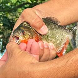 Piranhas angeln