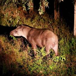 Tapir
