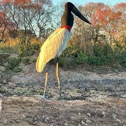 Jabiru (mit Futter im Hals)