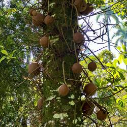 Kanonenkugelbaum