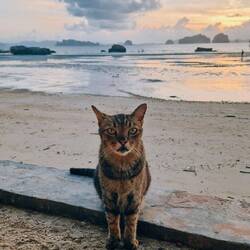 My name is Shrimp