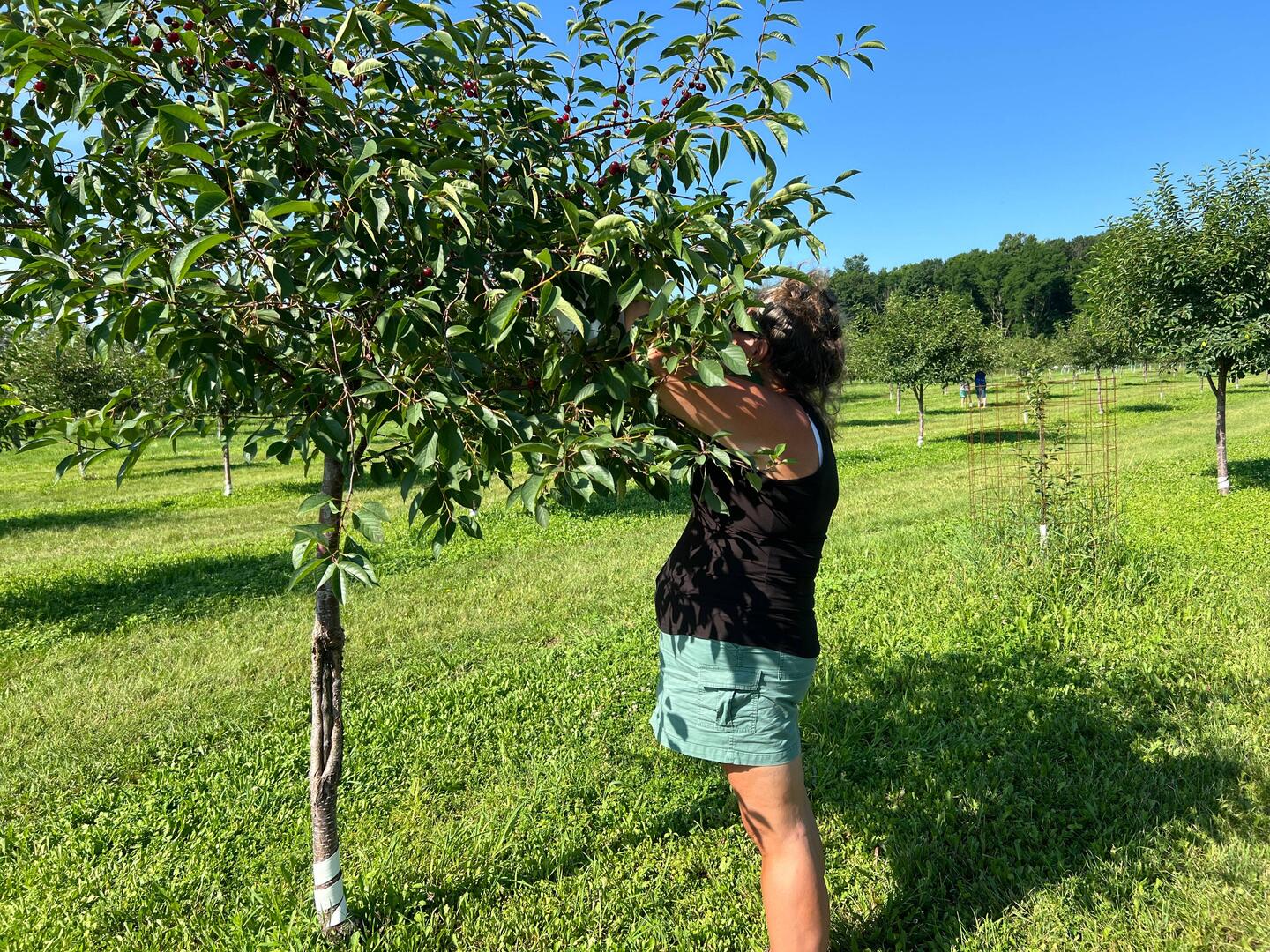 Rosanne picking cherries.