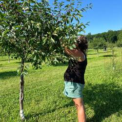 Rosanne picking cherries.