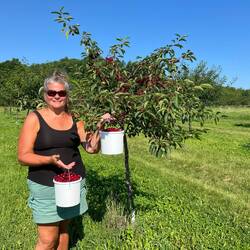 Rosanne AND I, picked those two buckets of cherries!