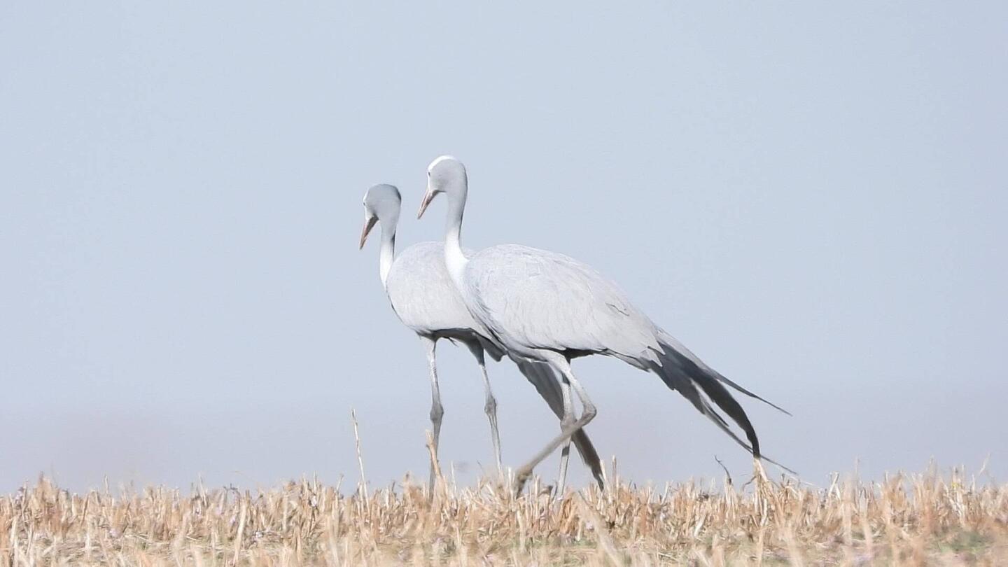 Blue Cranes