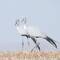 Blue Cranes