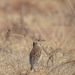 Spike-heeled Lark