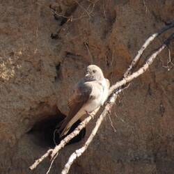 Plain Martin