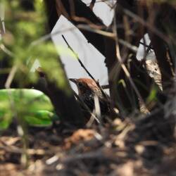Cape Grassbird