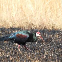 Southern Bald Ibis