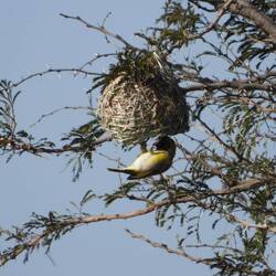 Southern-masked Weaver