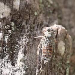 Ton an... die kleinen Krachmacher-Zikaden gibt es überall
