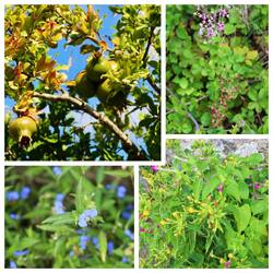 Granatapfel, Nicotiana tabacum, Himbeere mit rosa Blüten und ?