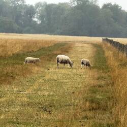 Sheep near the burial mounds