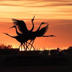 Brolgas (one of my favourites)