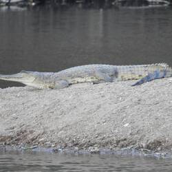 Freshwater croc at Mary's Pool (only 1.5 - 2m long)