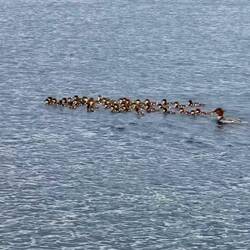 Merganser hen with her brood