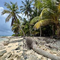 Palmen und Meer 🌊🌴