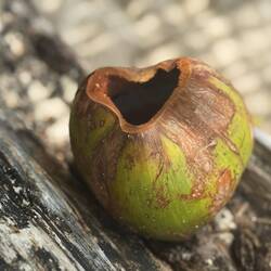 Und Kokosnüsse 🥥