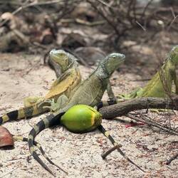 Leguane gibt es hier viele 🦎🦎🦎