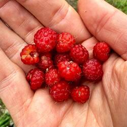 Keine Angst, die kleine Spinne habe ich nicht mitgegessen.