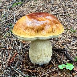 In den Wäldern wachsen bereits viele verschiedene Pilze.